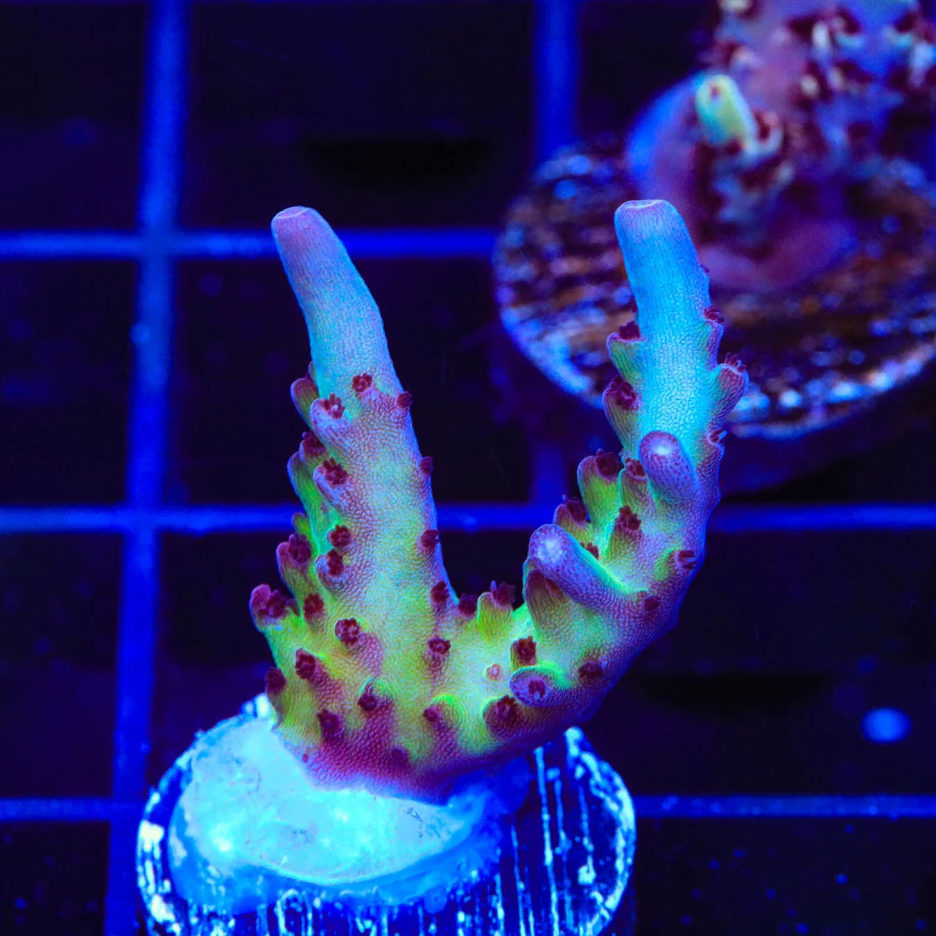 Vivids Rainbow Delight Acropora Coral - Image 2