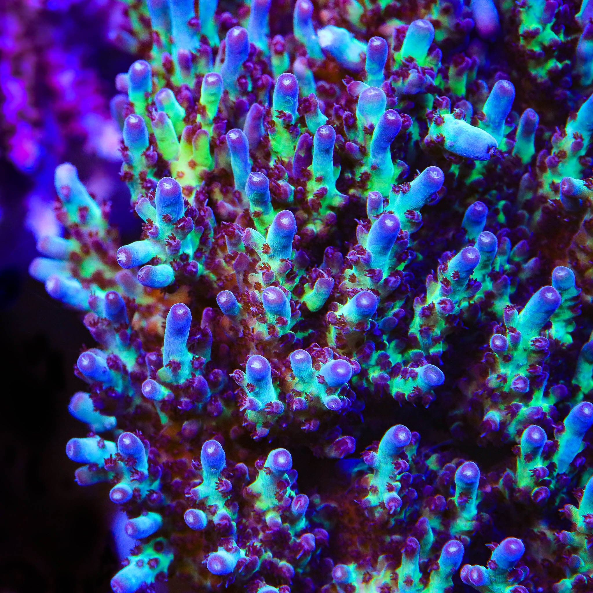 Vivids Rainbow Delight Acropora Coral - Image 3