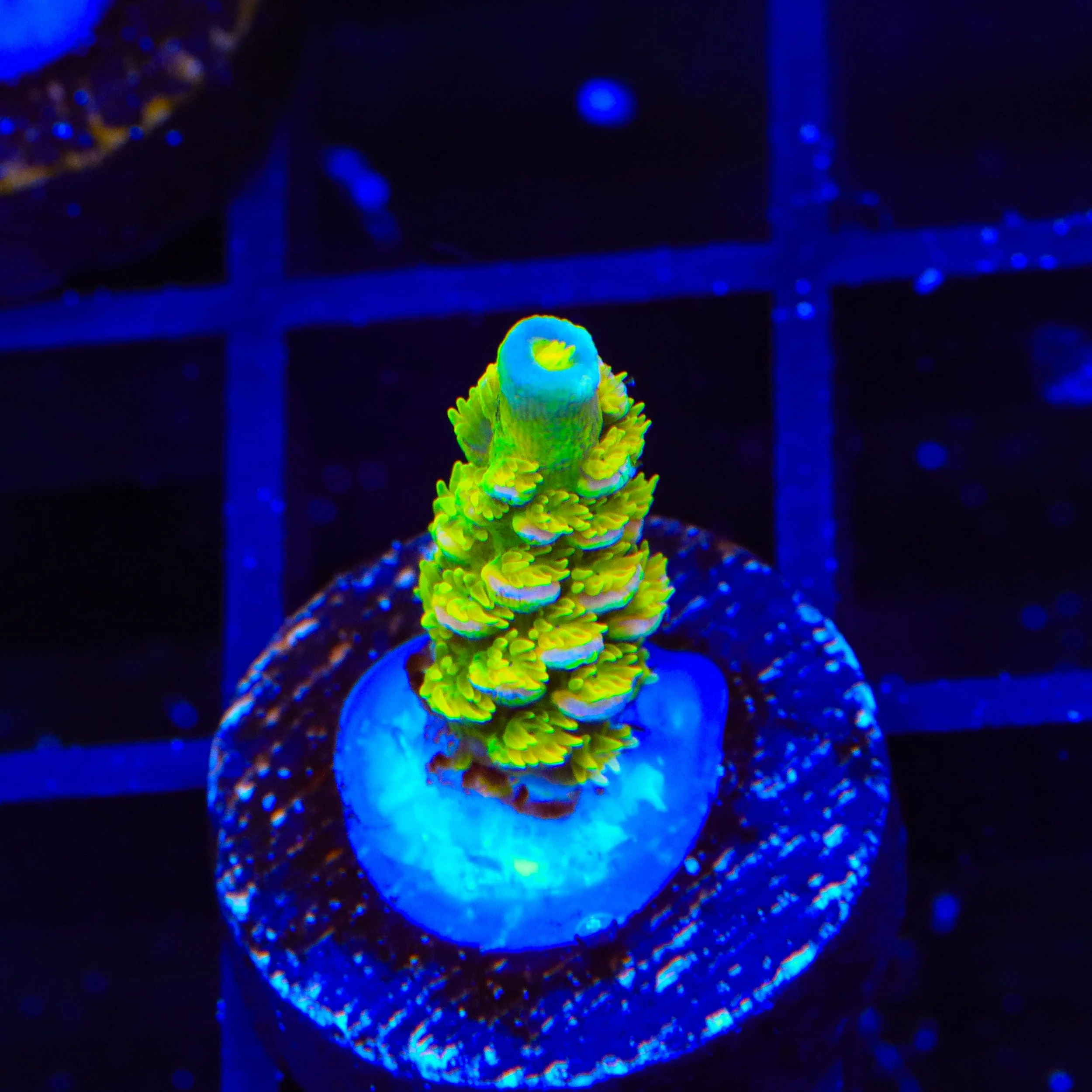 Walt Disney Tenuis Acropora Coral