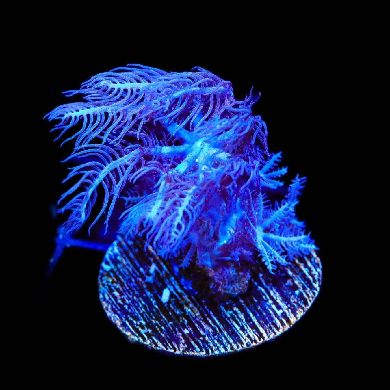 Waving Hand Anthelia Coral - Image 2