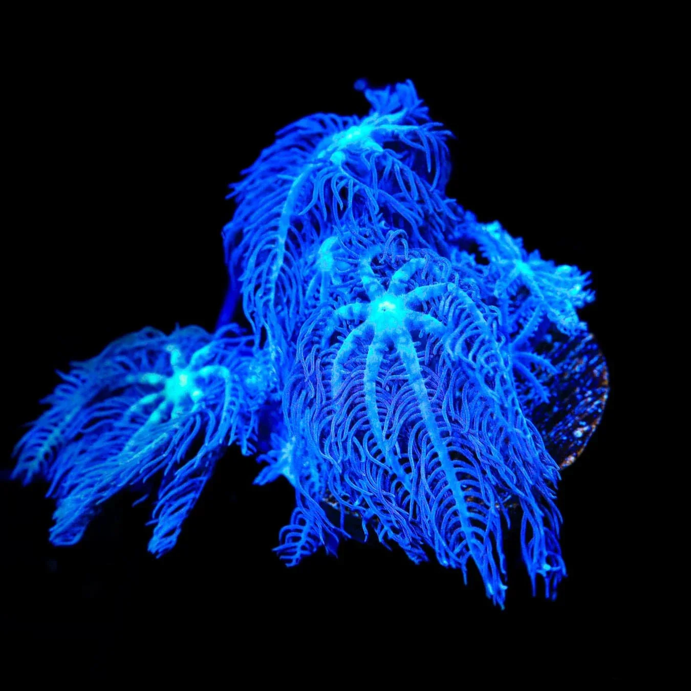Waving Hand Anthelia Coral - Image 3