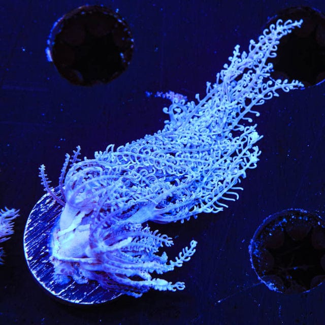 Waving Hand Anthelia Coral - Image 4