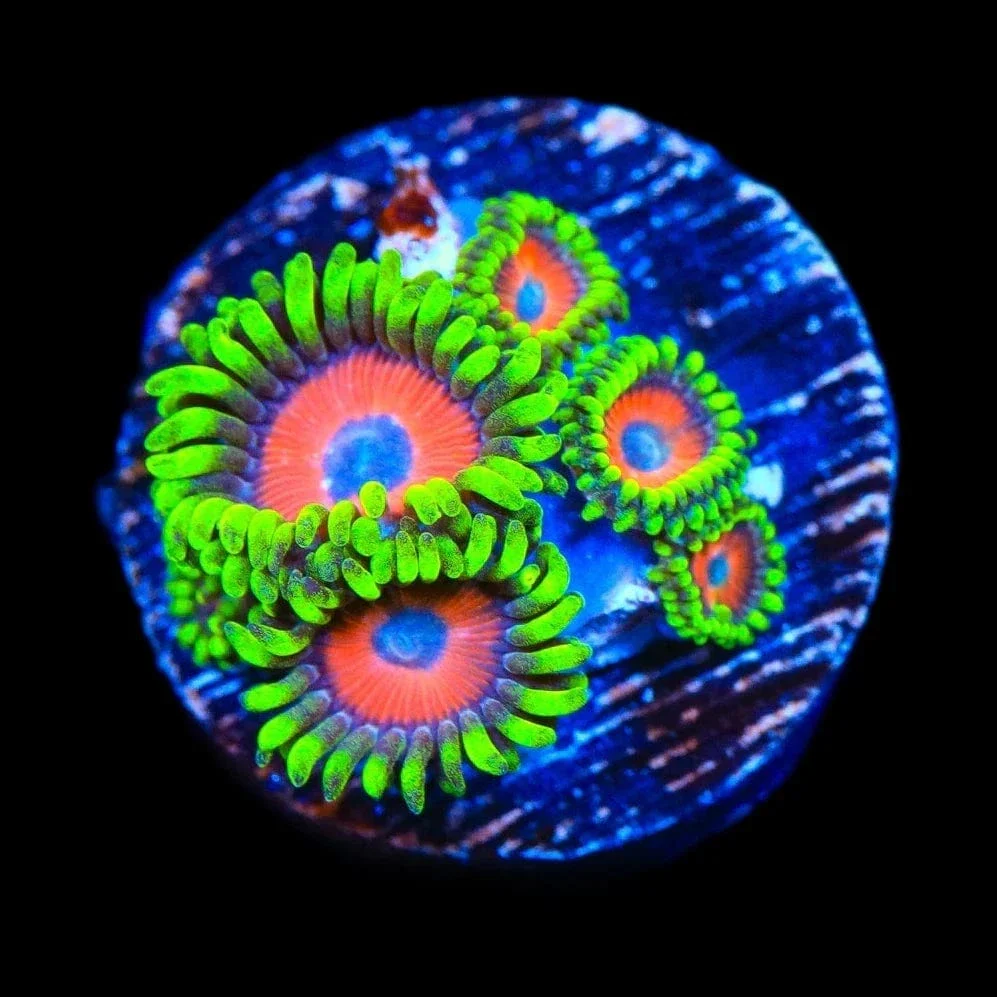 Whammin Watermelon Zoanthids Coral - Image 2
