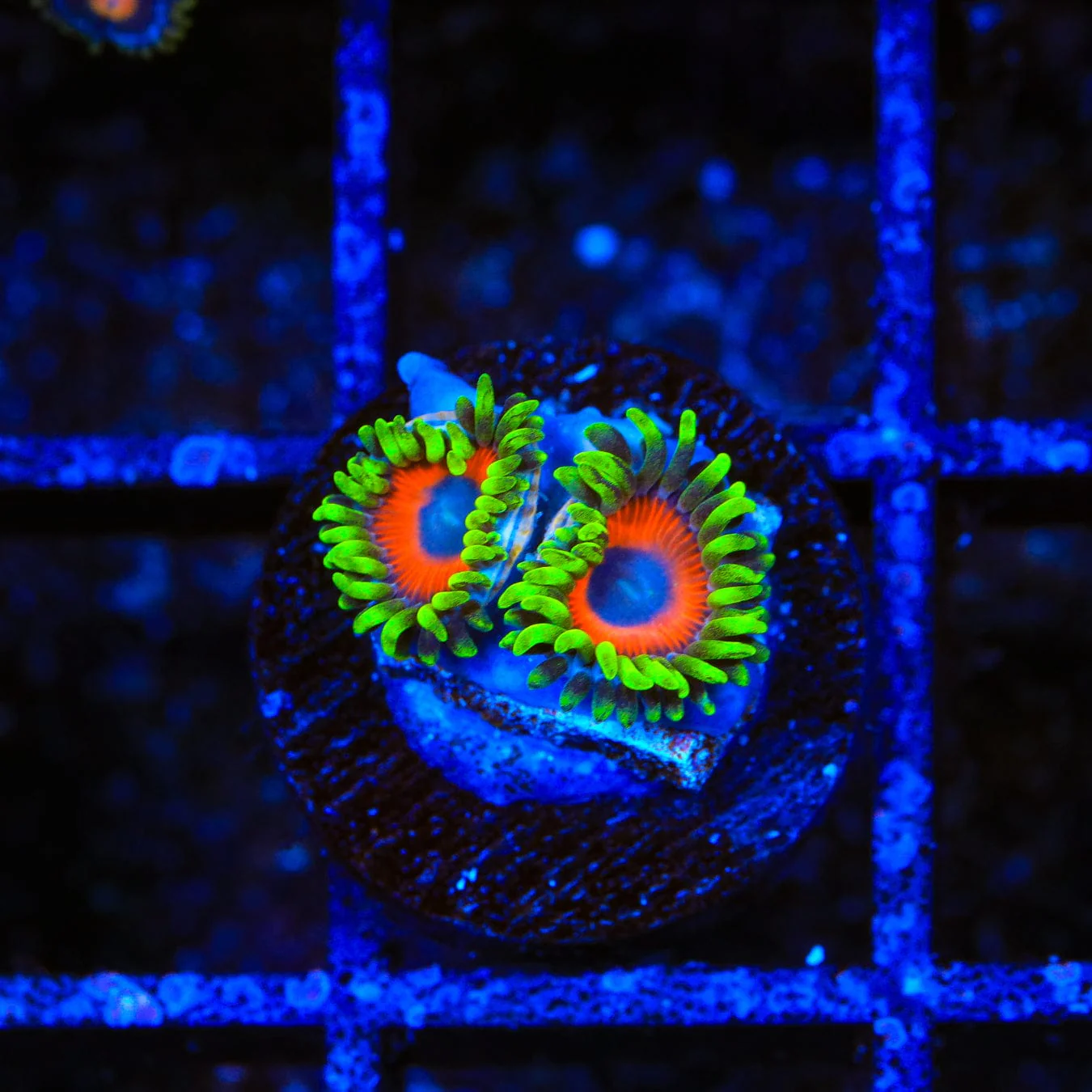 Whamming Watermelon Zoanthids Coral