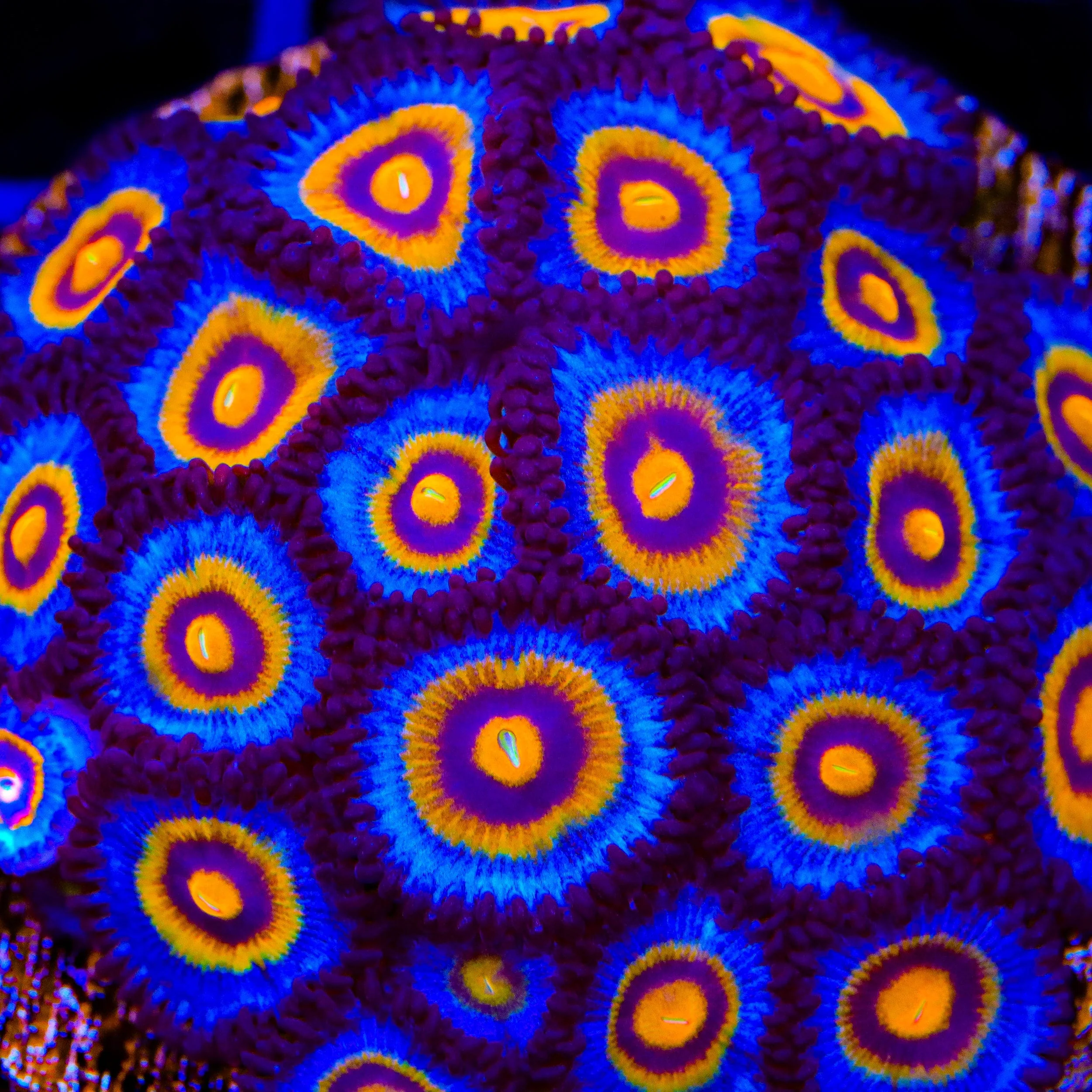 Wolverine Zoanthids Coral - Image 2