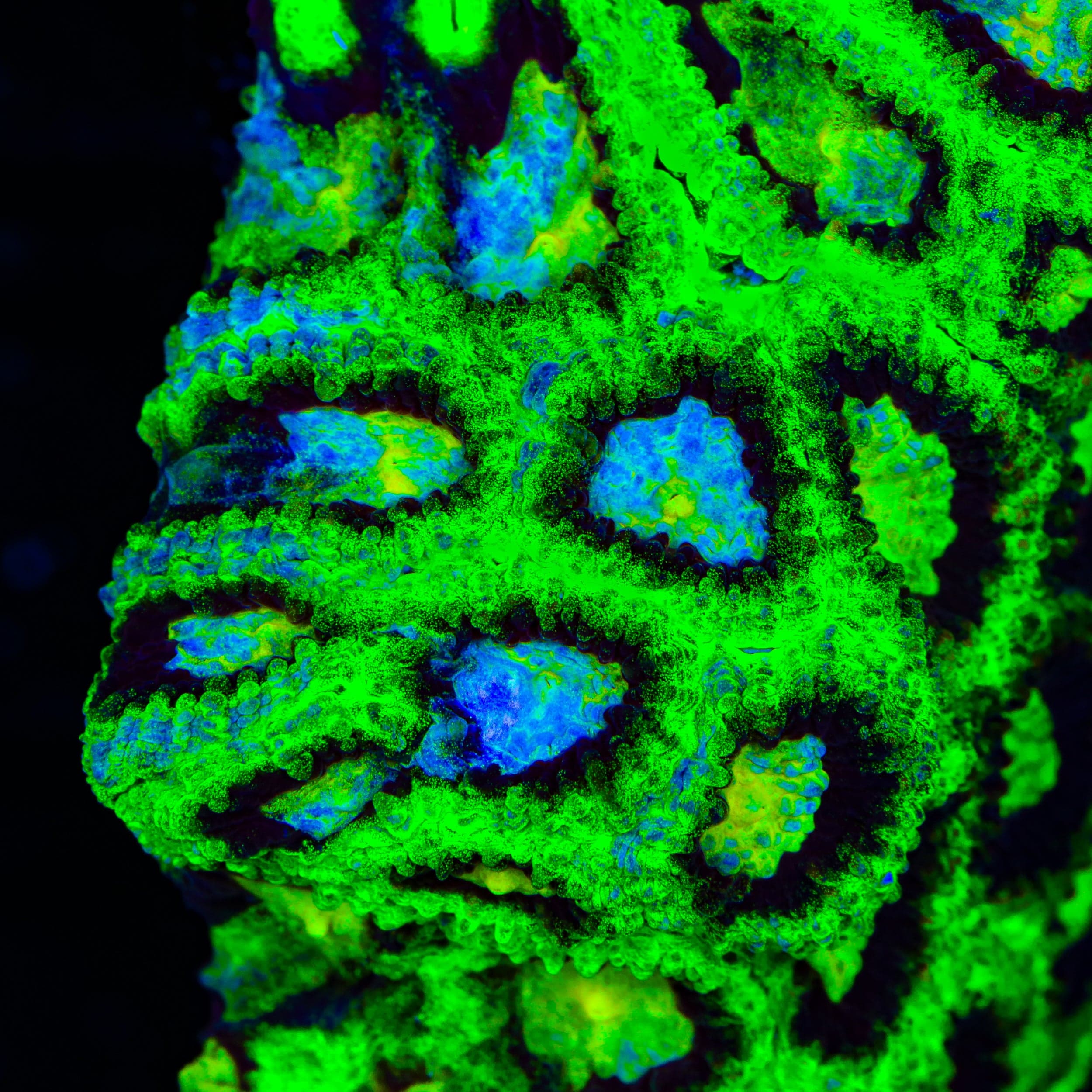 WWC All Star Favia Coral - Image 2