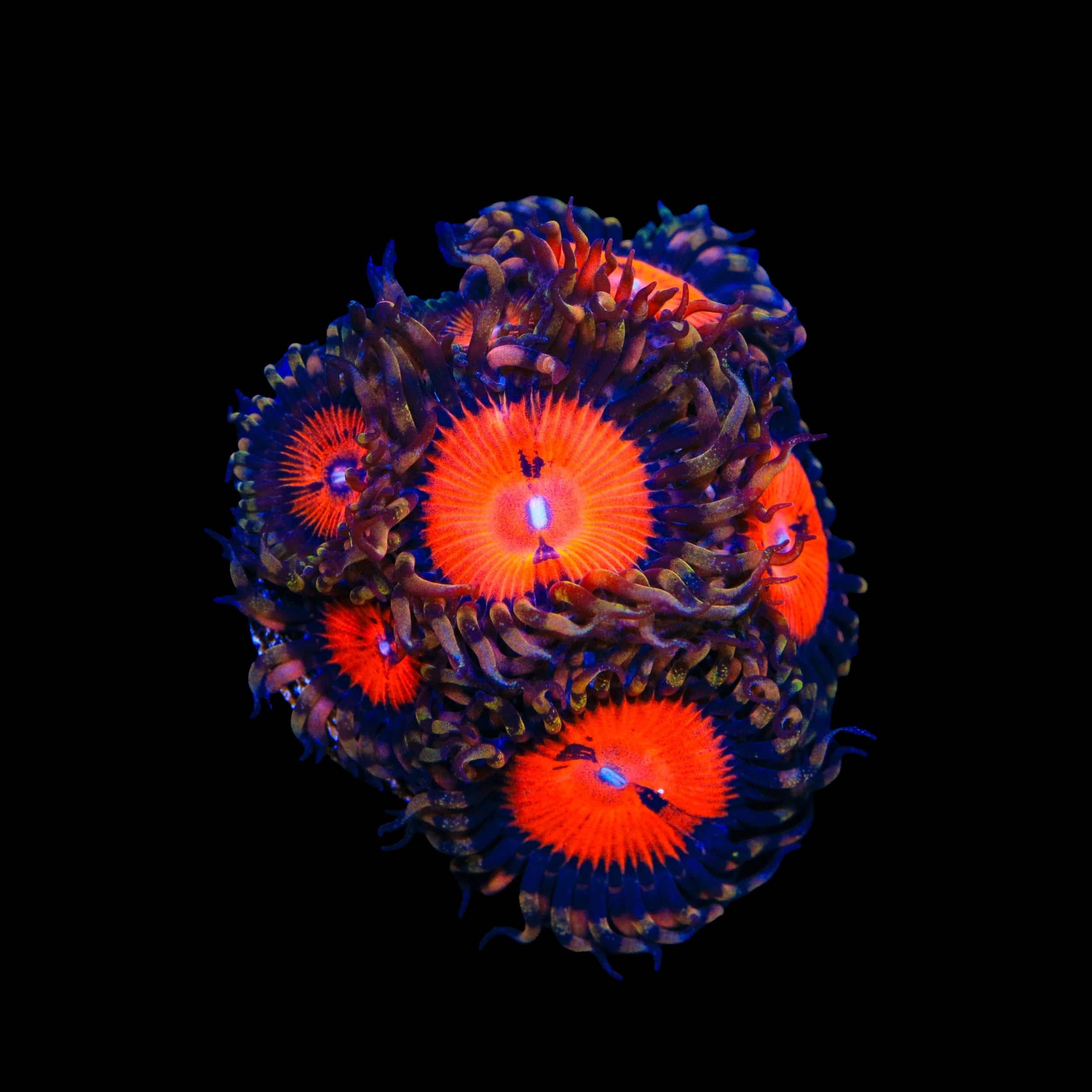 Bloodsucker Zoanthids Coral - Image 2