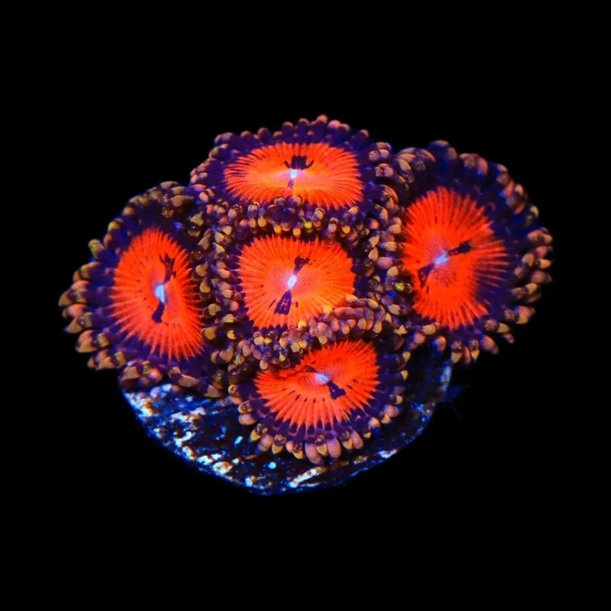 Bloodsucker Zoanthids Coral - Image 3