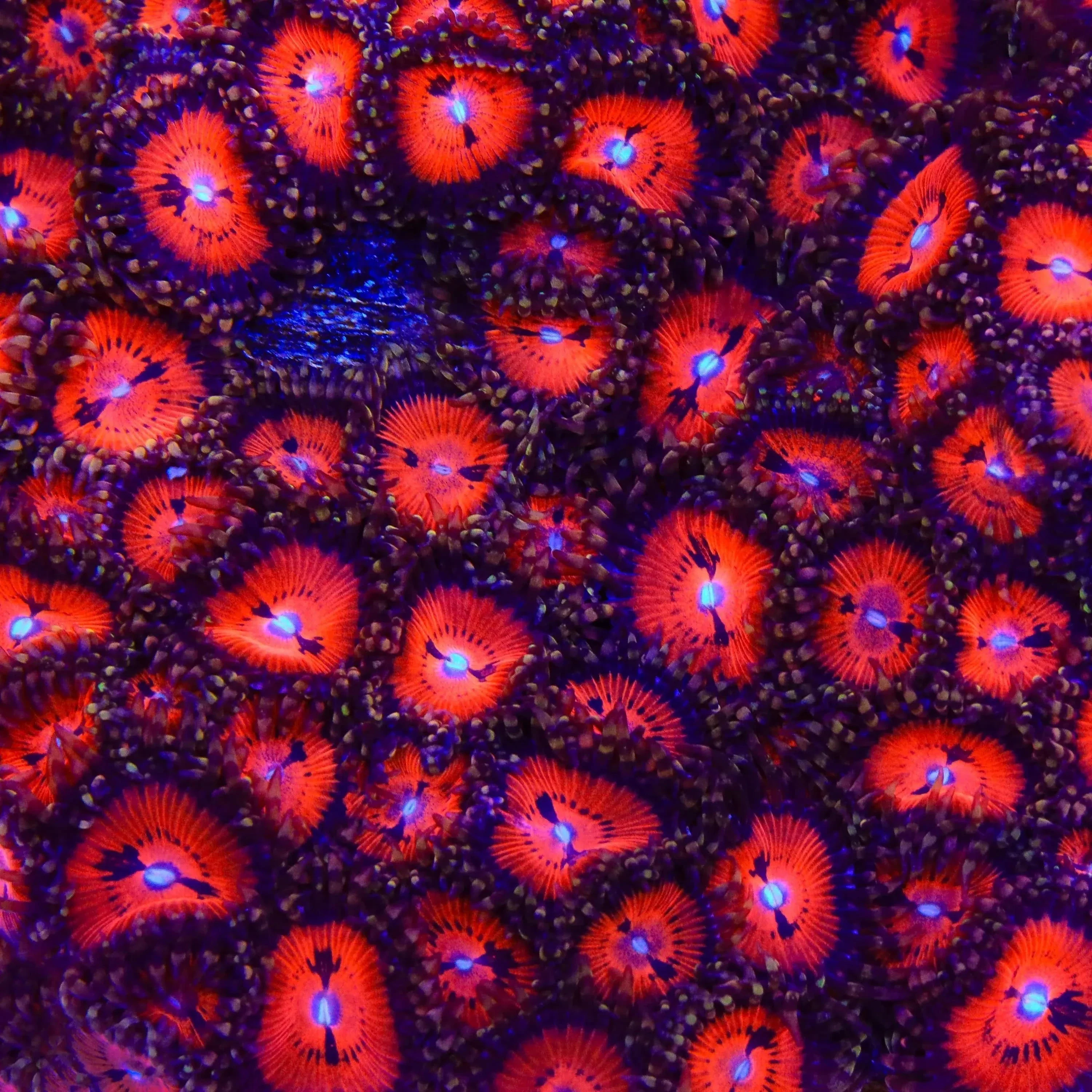 Bloodsucker Zoanthids Coral - Image 4