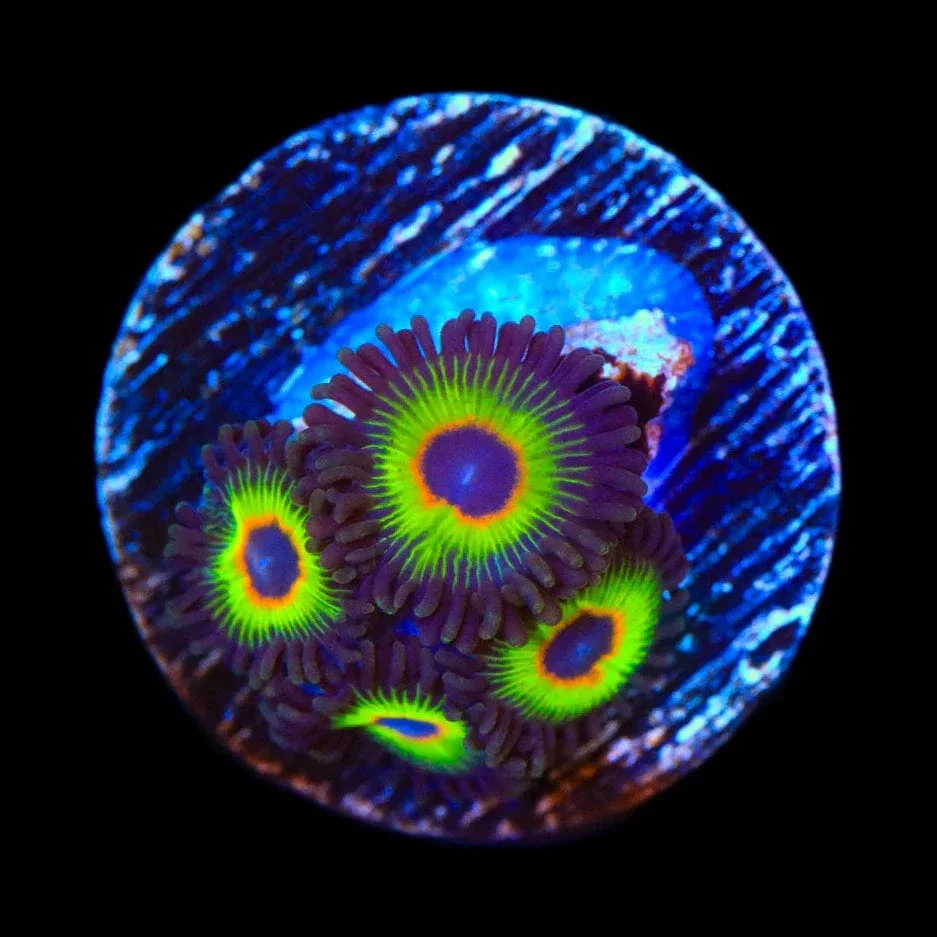 Bob Marley Zoanthids Coral - Image 2