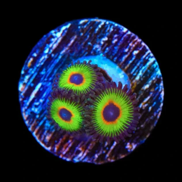 Bob Marley Zoanthids Coral - Image 3