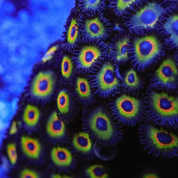 Bob Marley Zoanthids Coral - Image 4