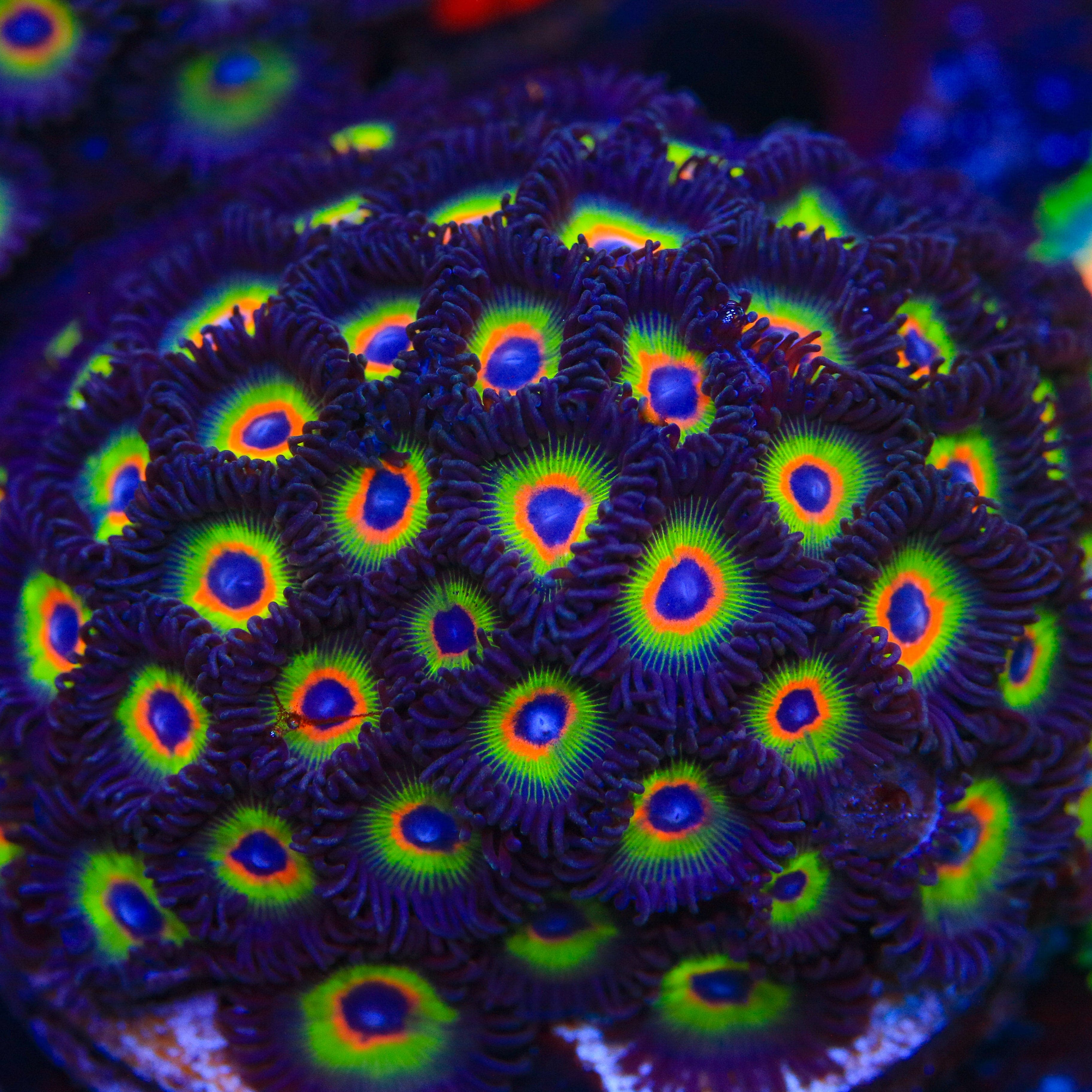 Bob Marley Zoanthids Coral - Image 5