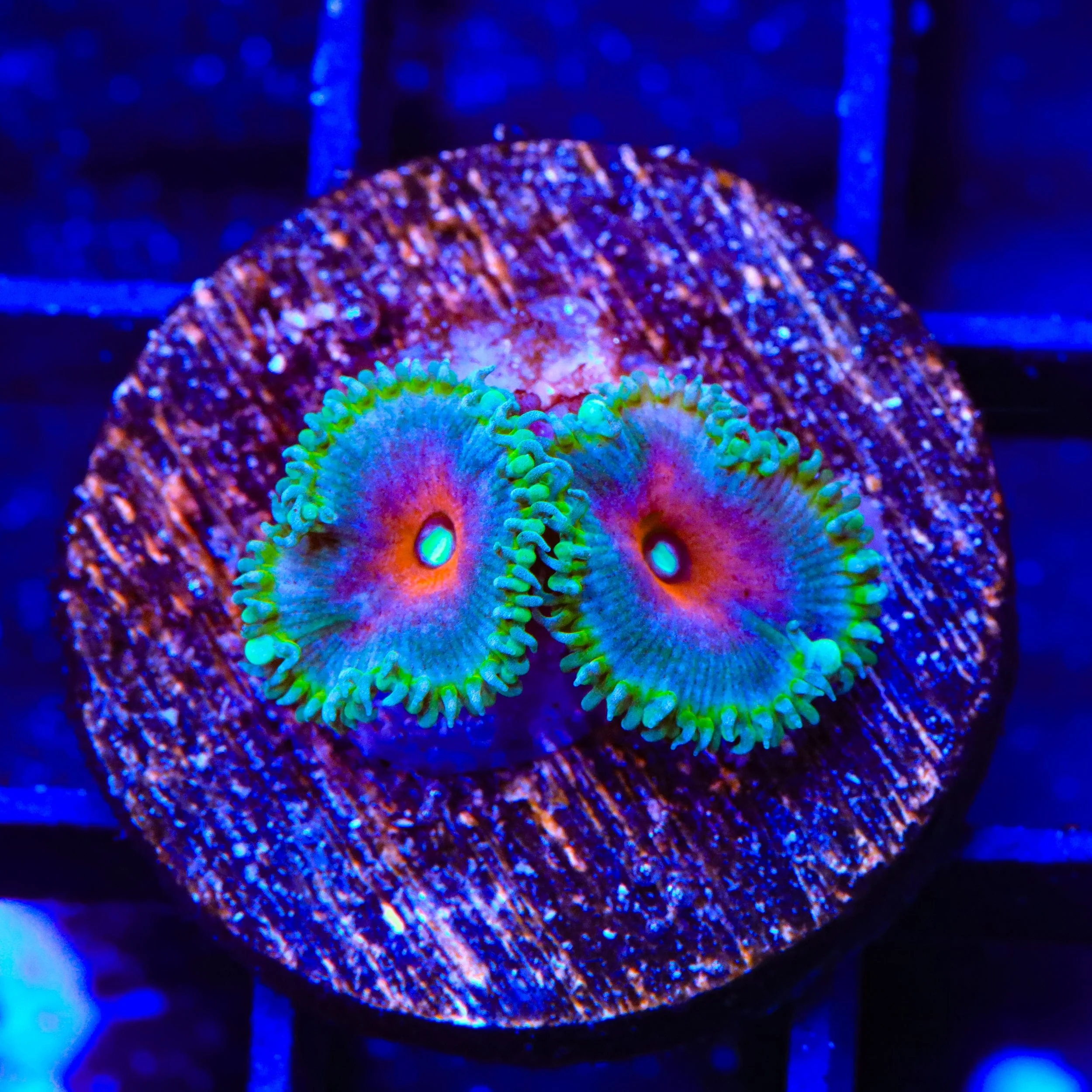 Captain America Palythoa Zoanthids Coral - Image 3