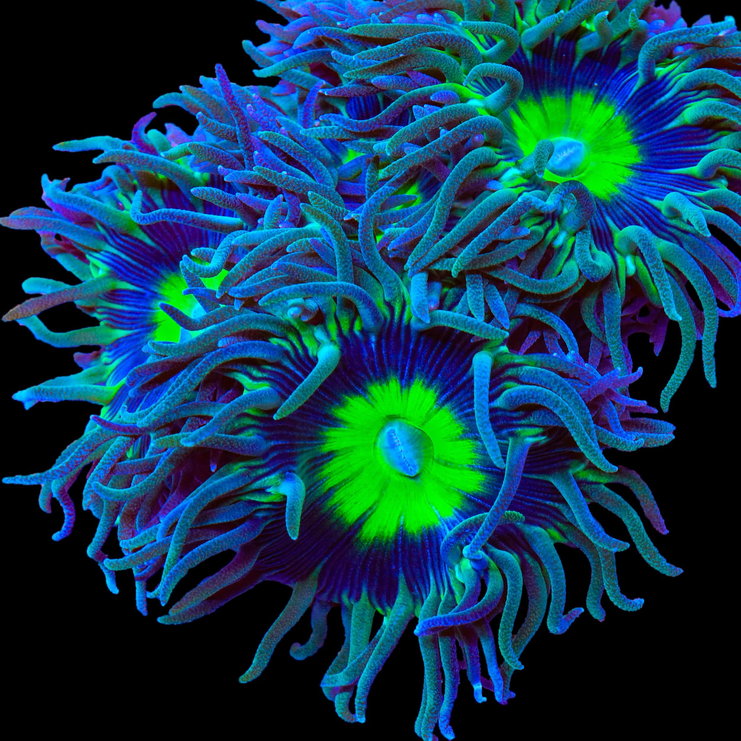 Dream Catcher Duncan Coral - Image 4