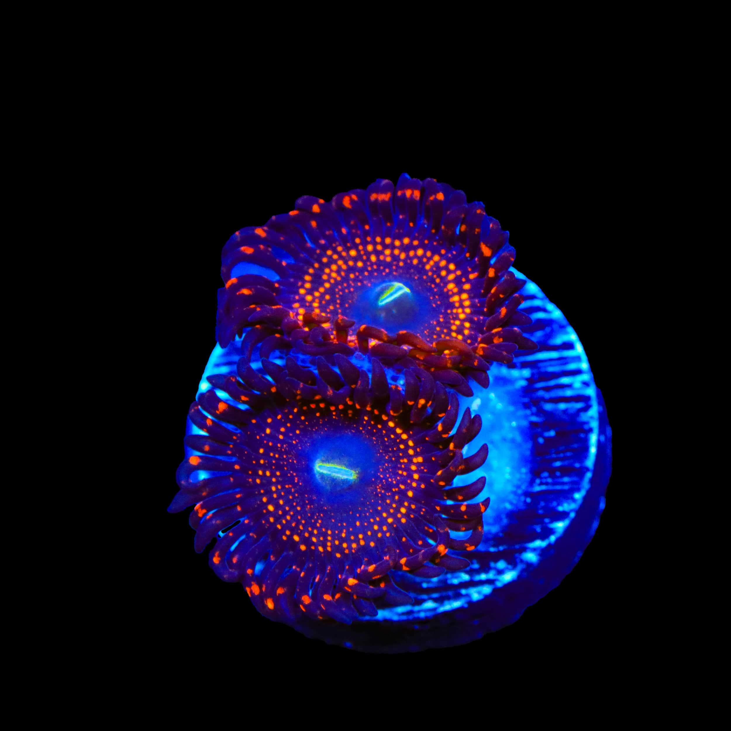 Illuminati Zoanthids Coral