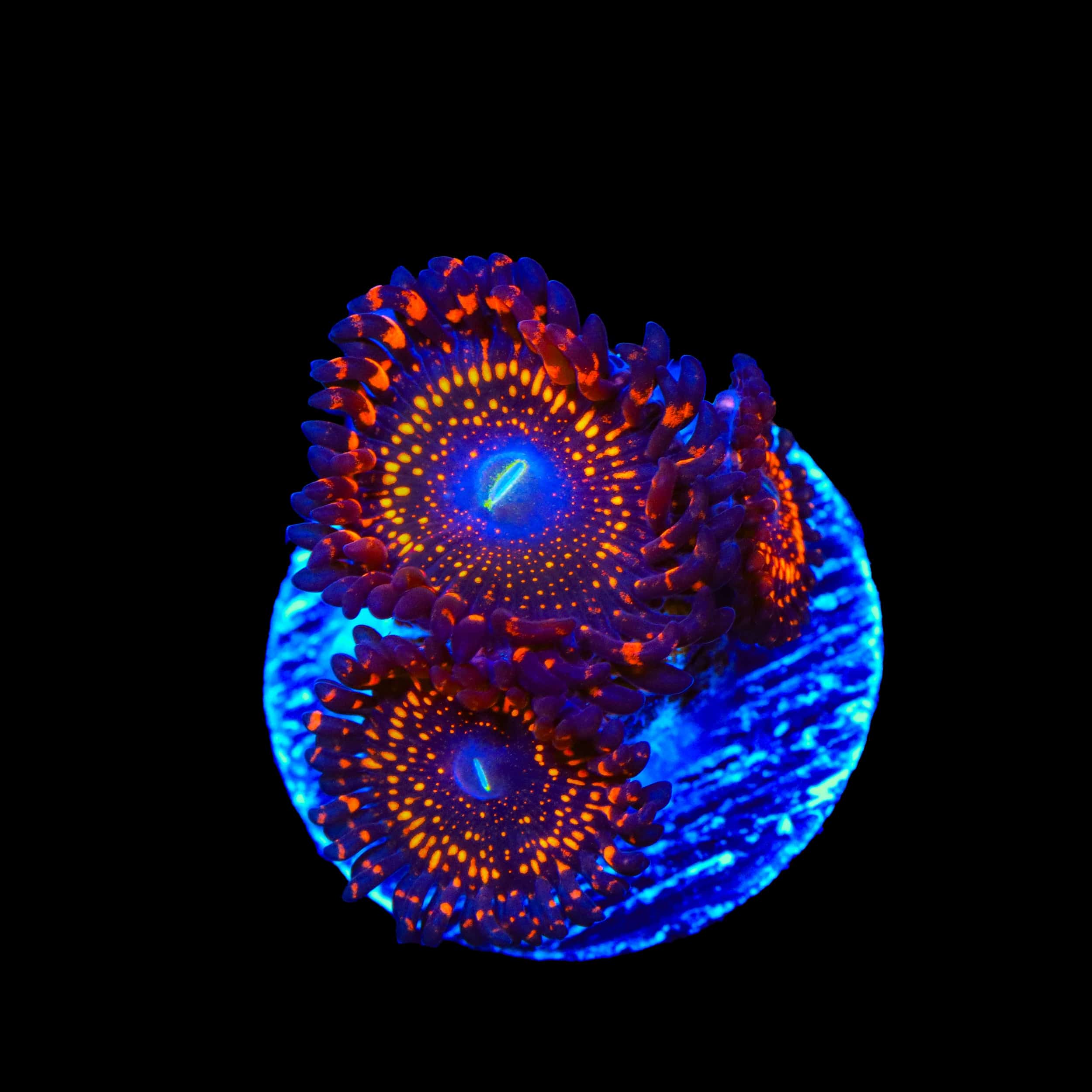 Illuminati Zoanthids Coral - Image 2