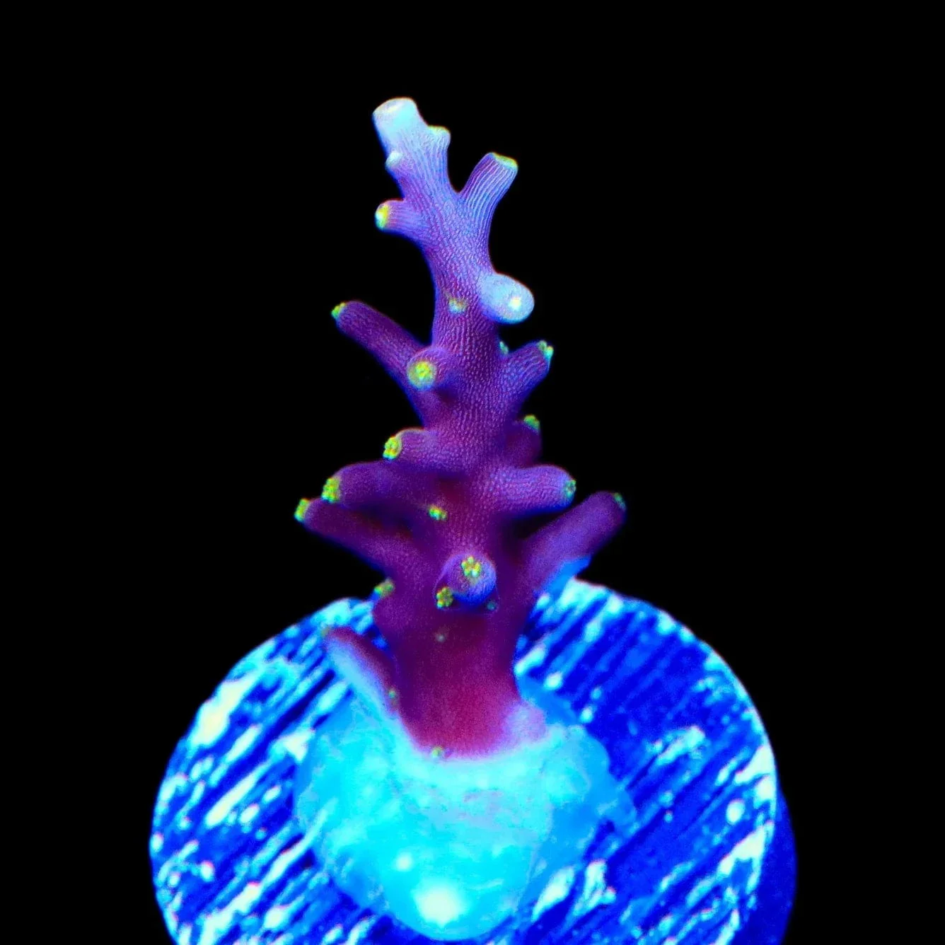 Little Red Ferrari Acropora Coral - Image 2