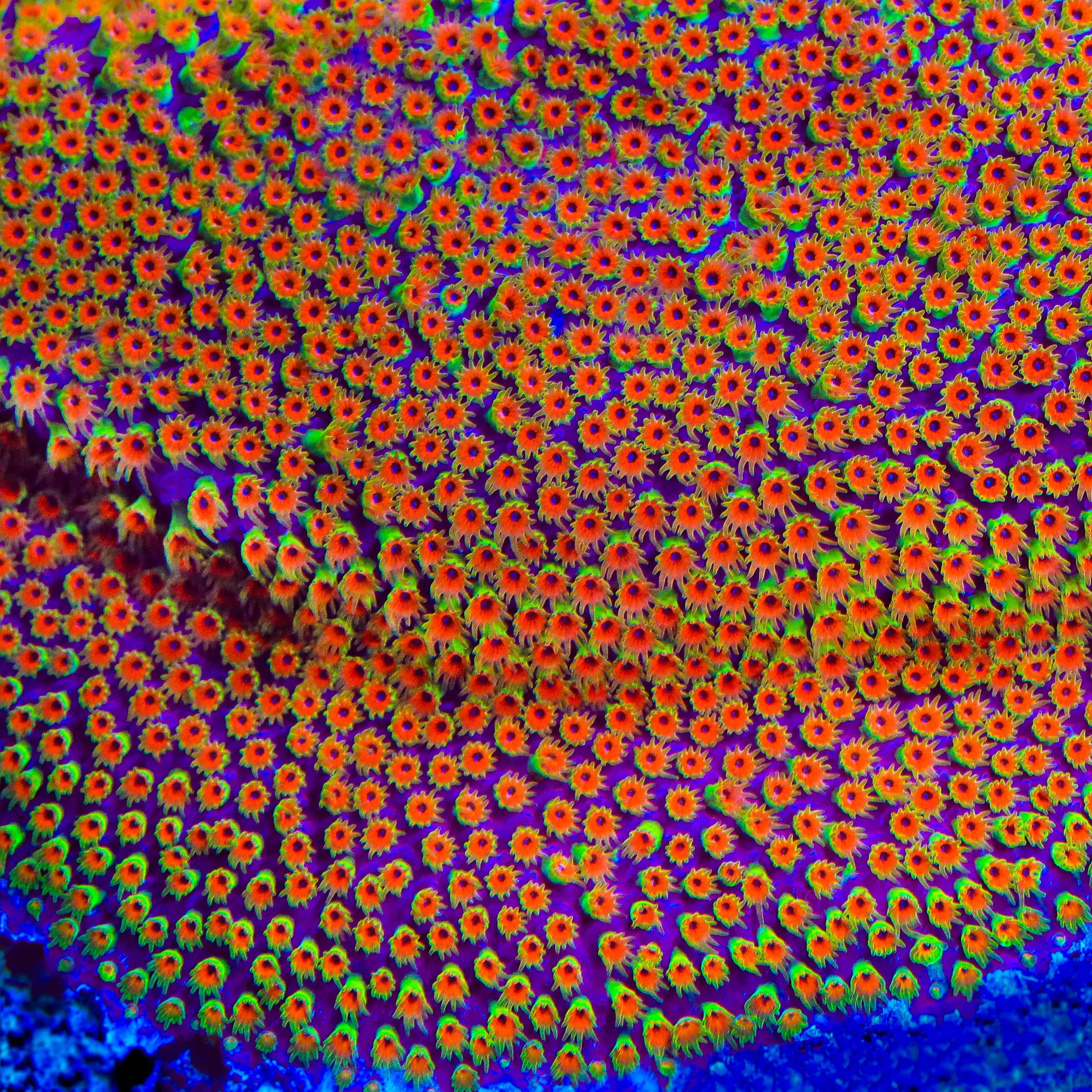 Looney Tunes Stylocoeniella Coral - Image 4