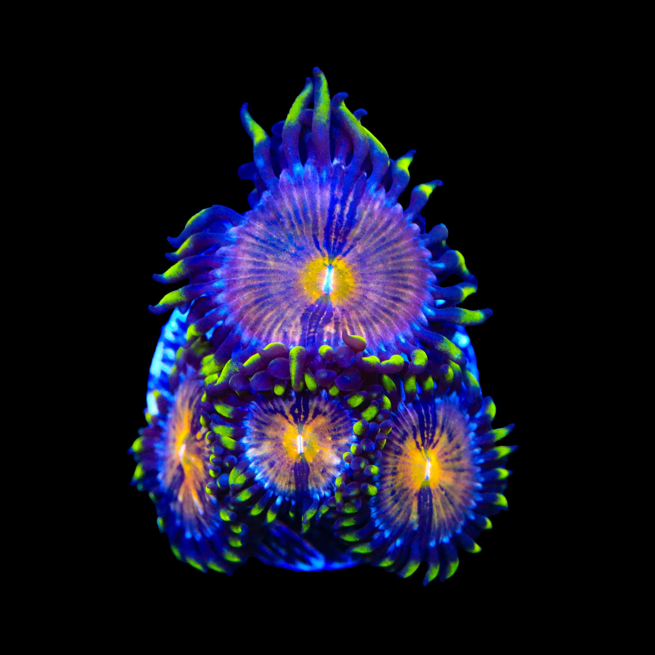 Nirvana Zoanthids Coral - Image 2