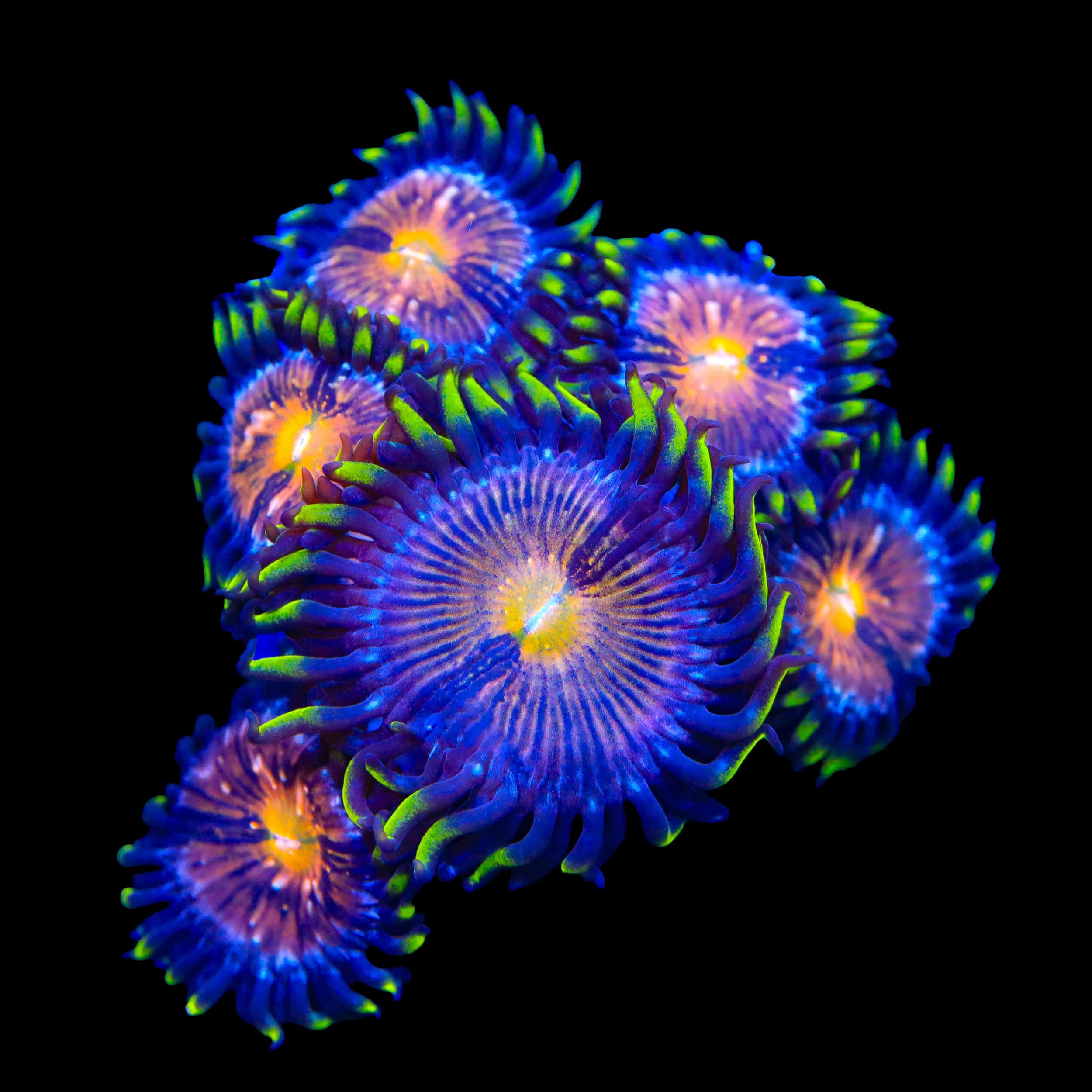 Nirvana Zoanthids Coral - Image 3