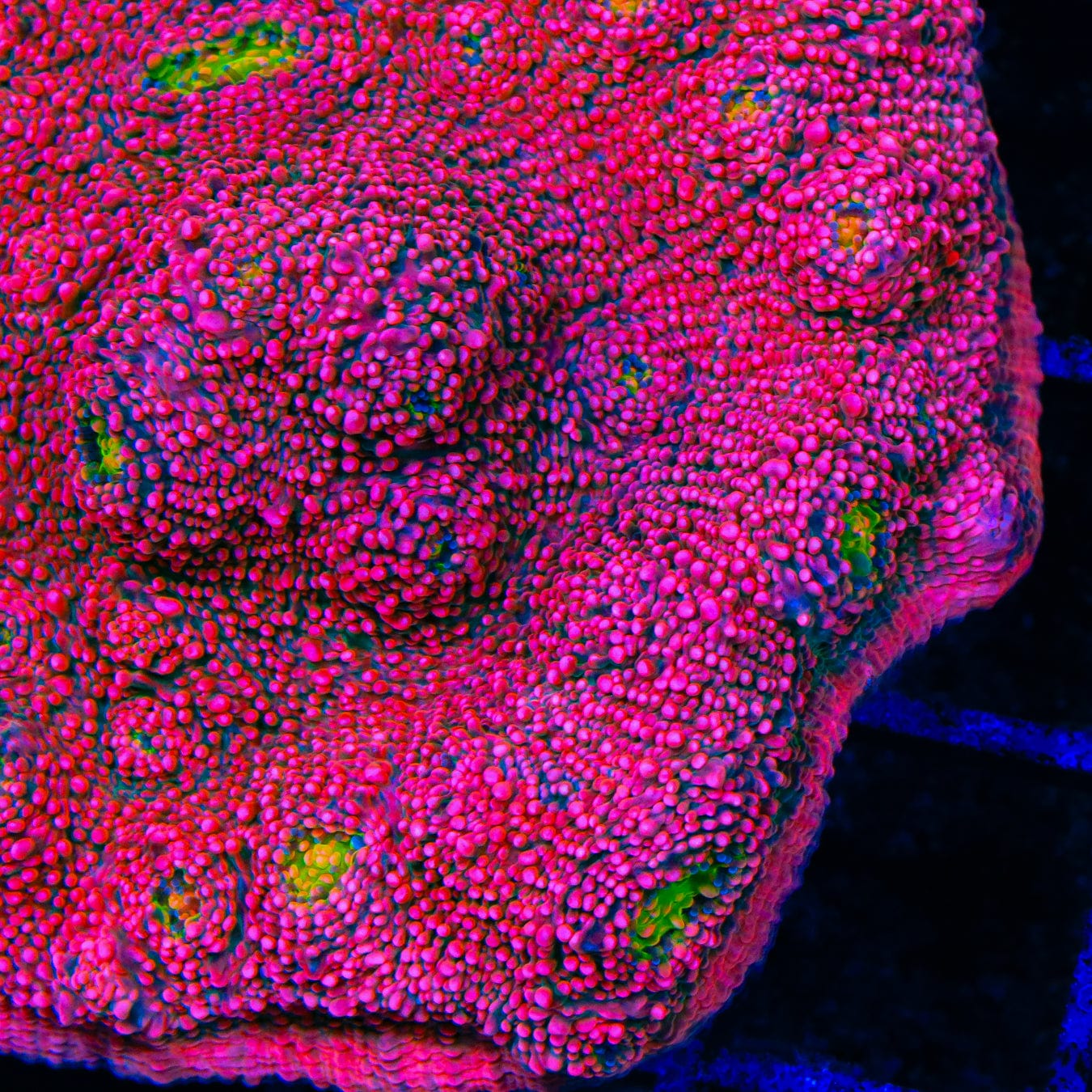 Pink Boobies Chalice Coral