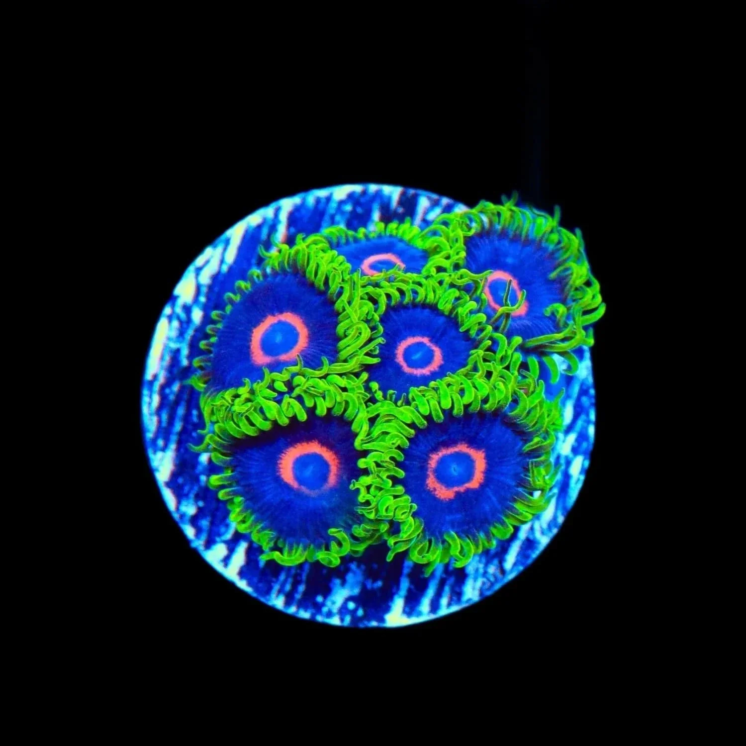 Purple Heart Zoanthids Coral - Image 2