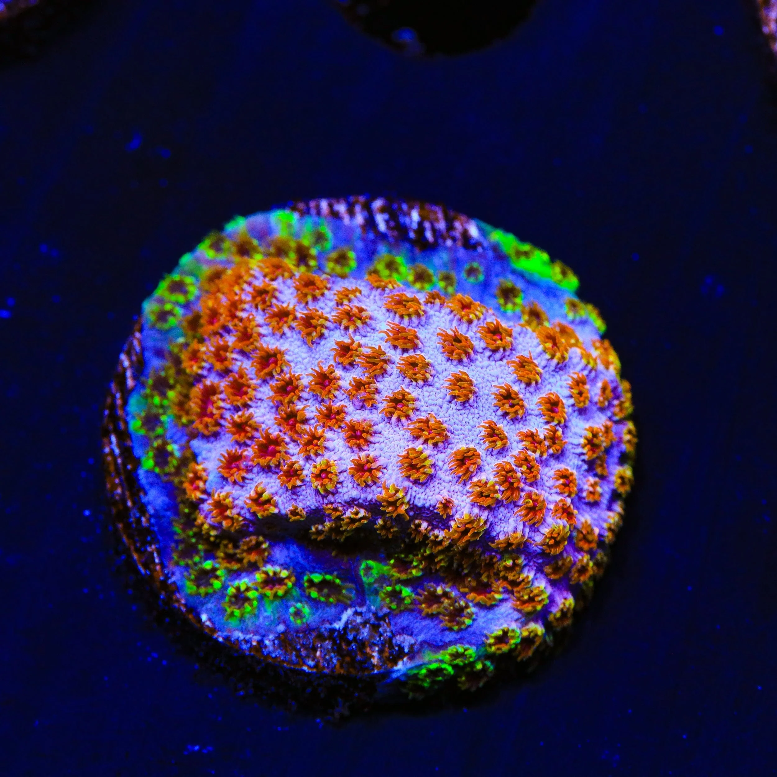 Skittles Bomb Cyphastrea Coral - Image 3