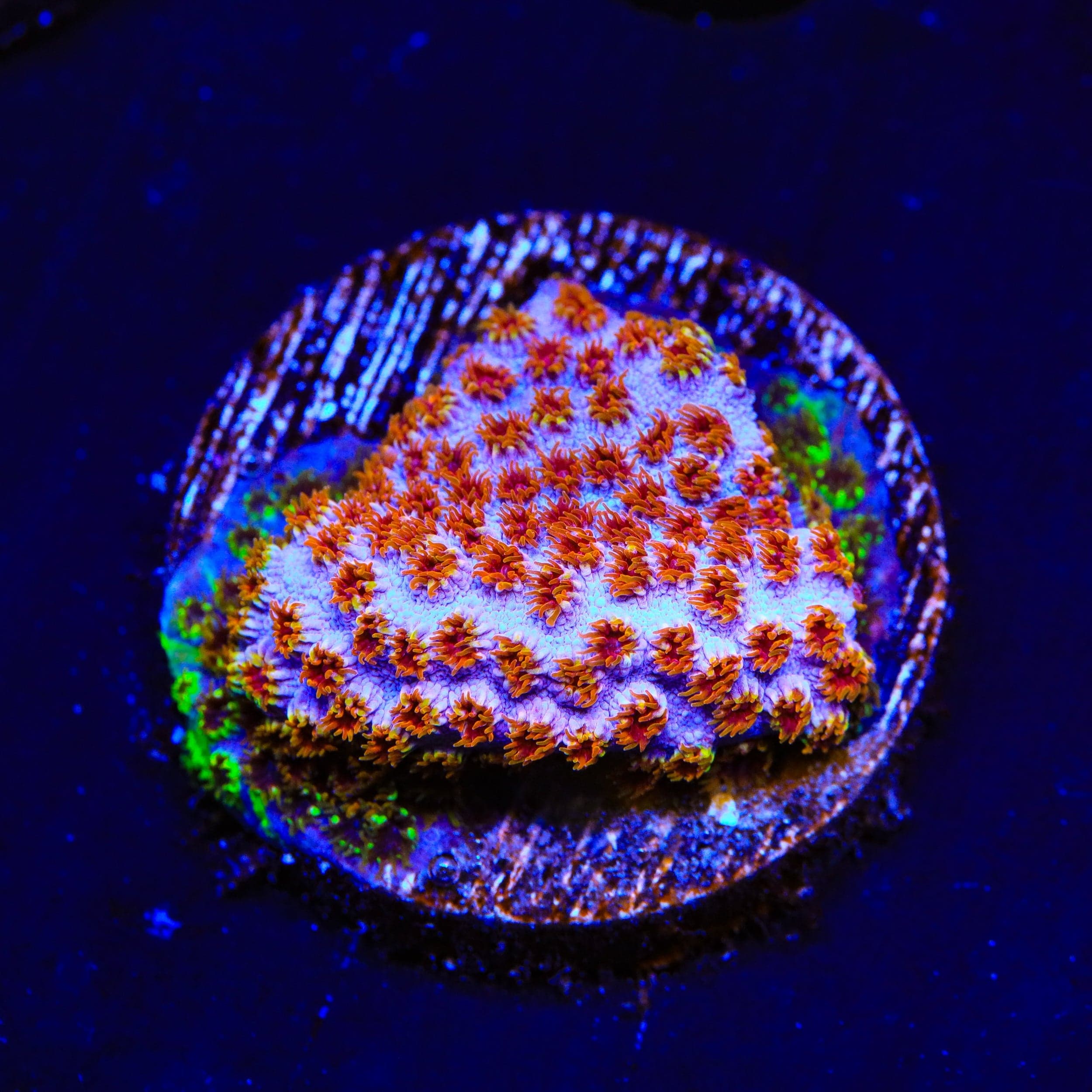 Skittles Bomb Cyphastrea Coral - Image 4