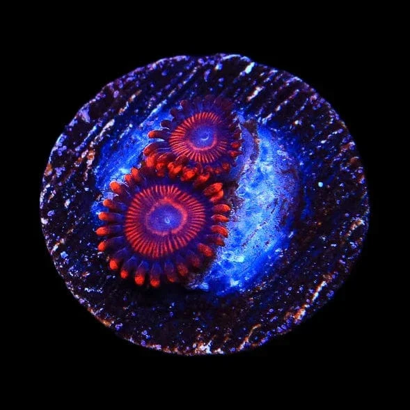 Twizzler Zoanthids Coral