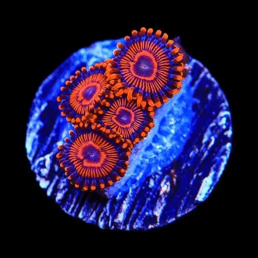 Twizzler Zoanthids Coral - Image 2