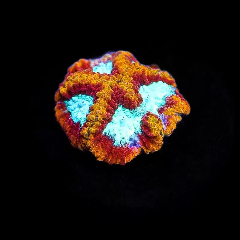Ultron Favia Coral