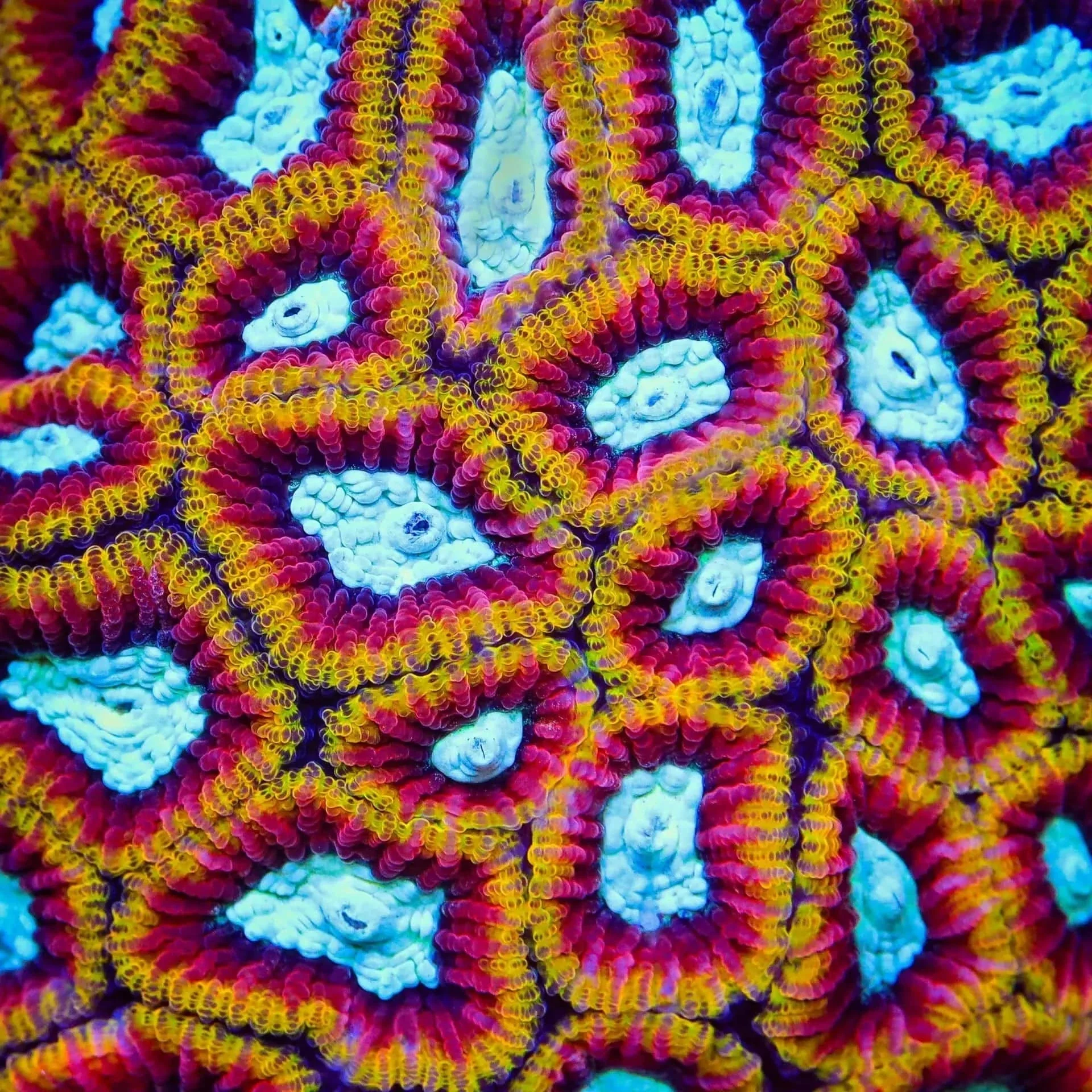 Ultron Favia Coral - Image 3