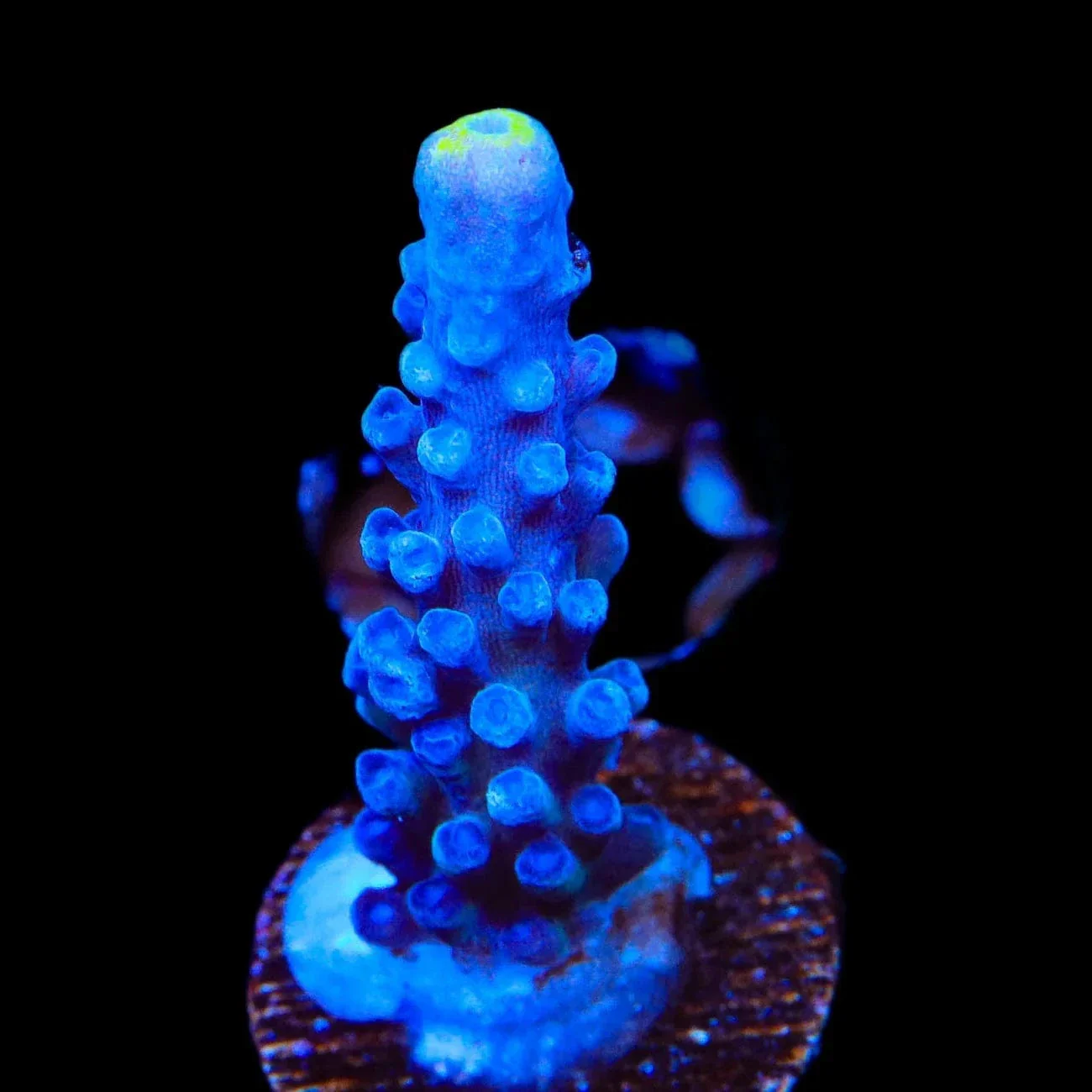 Yellow Tip Acropora Coral - Image 2