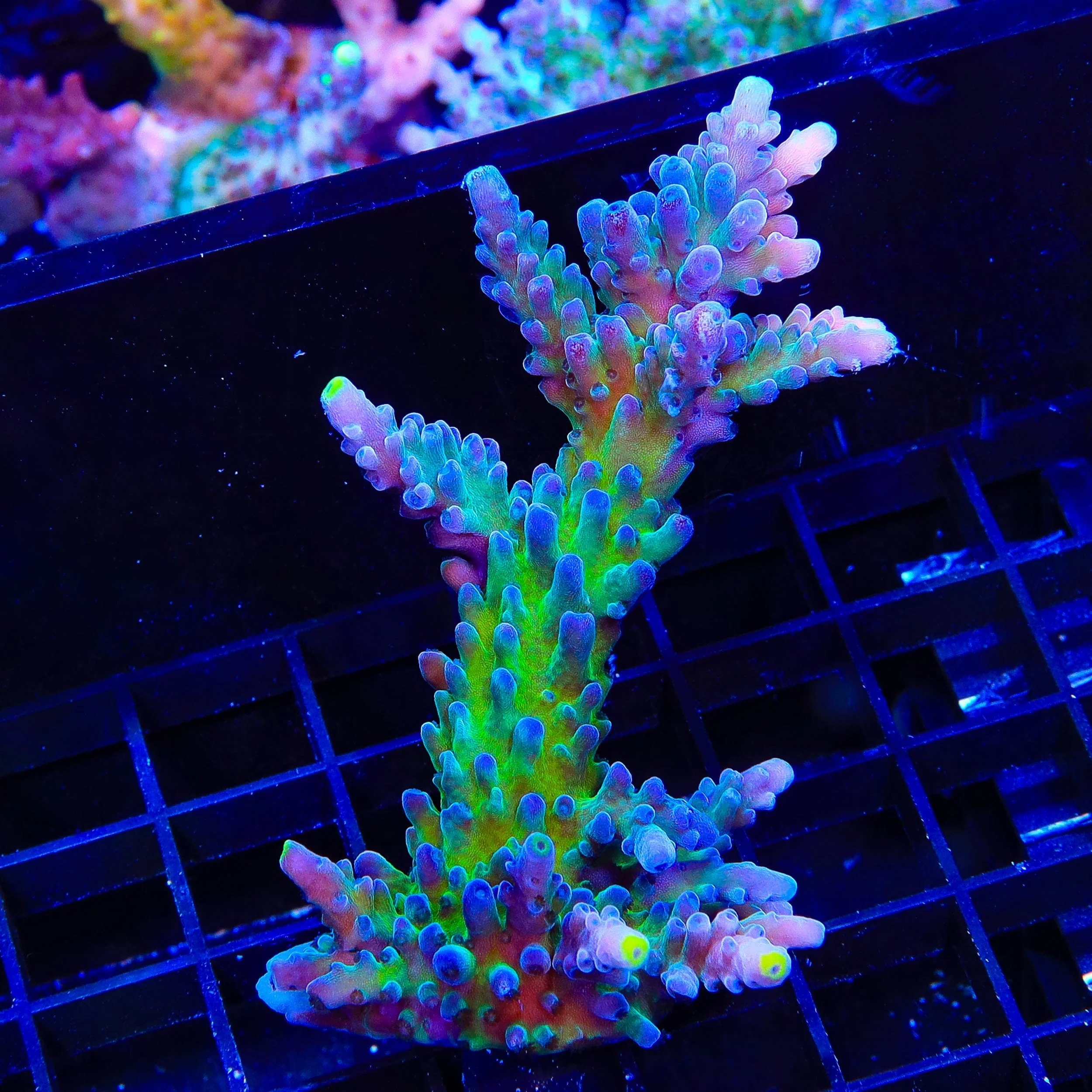 Yellow Tip Acropora XL Frag Coral - Image 3