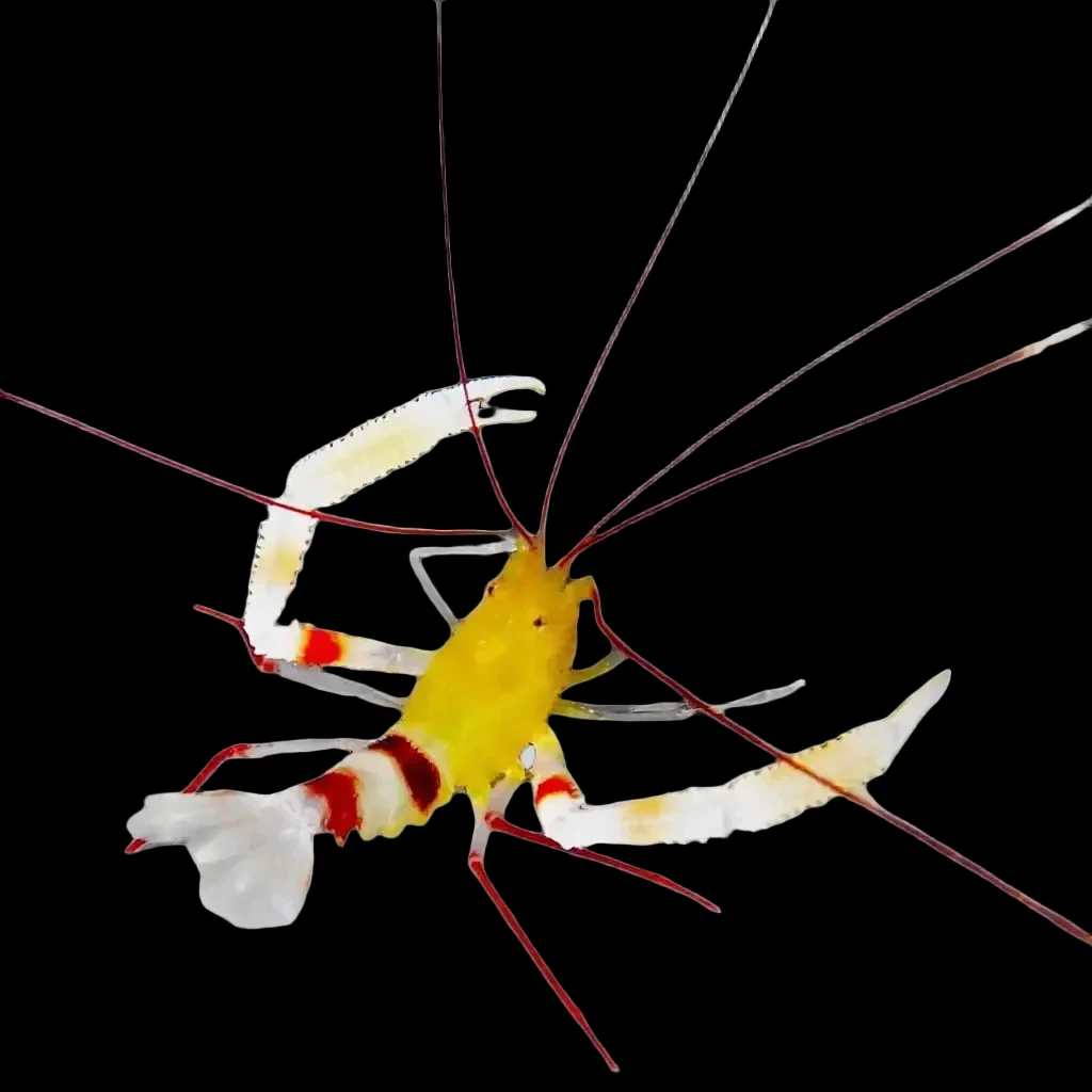 Zanzibar Coral Banded Shrimp